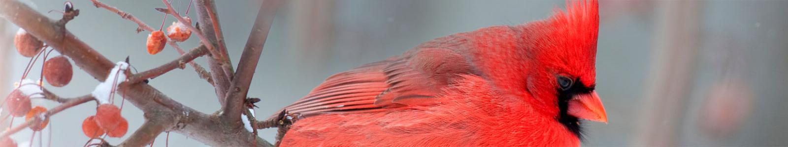 Redbird on branch