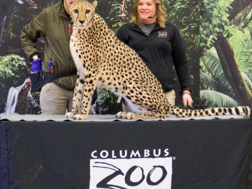Cheetah from Columbus Zoo