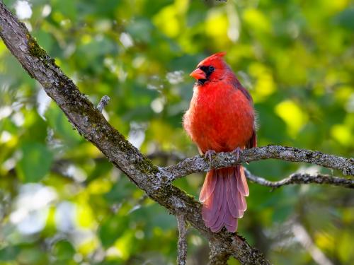 Red bird in tree